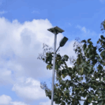 प्रधानमंत्री सूर्य घर बिजली योजना